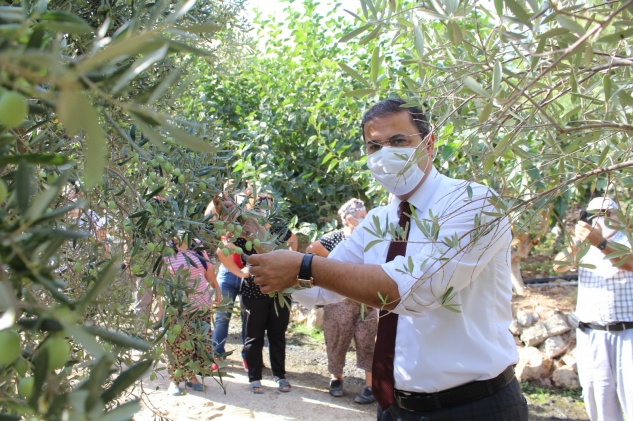 Kaymakam Başaran zeytin hasadına katıldı