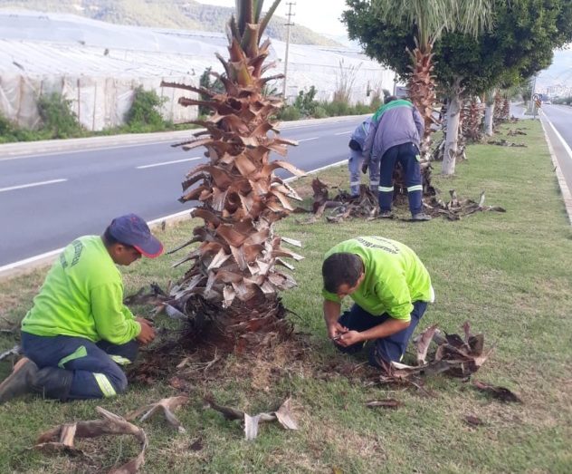 Belediyeden sonbahar budaması