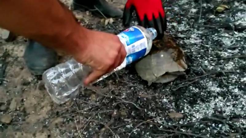 Büyükşehir nefes alan her canlıyı kurtarmaya devam diyor