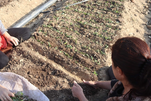 Anamur’da salep üretimi artıyor