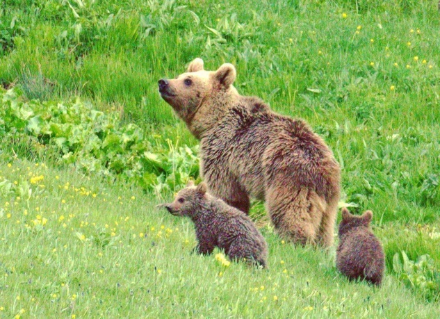 Yaban hayvanlarıyla ilgili yönetmelik değişikliğine tepki