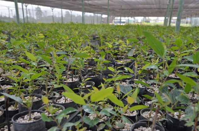 Anamur Fidanlığı 2021 yılında 1,2 milyon fidan üretti