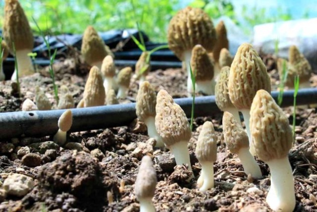 Alata’da Kuzu Göbeği mantarı yetiştirildi