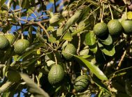 Avakado hızsızları yakalandı