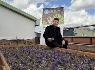 Ülkü Ocakları Genel Merkezi’nin Terasında Safran Hasadı!