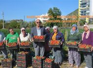 Başkan Gümüş, “ Mısır Çileği  “Üreticinin Emeğine Darbedir”