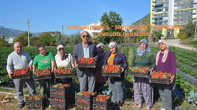 Başkan Gümüş, “ Mısır Çileği  “Üreticinin Emeğine Darbedir”