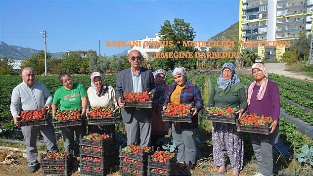Başkan Gümüş, “ Mısır Çileği  “Üreticinin Emeğine Darbedir”