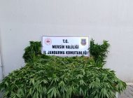 Bozyazı’da Ormanlık Alanda 402 Kök Kenevir Ele Geçirildi: 2 Kişi Tutuklandı