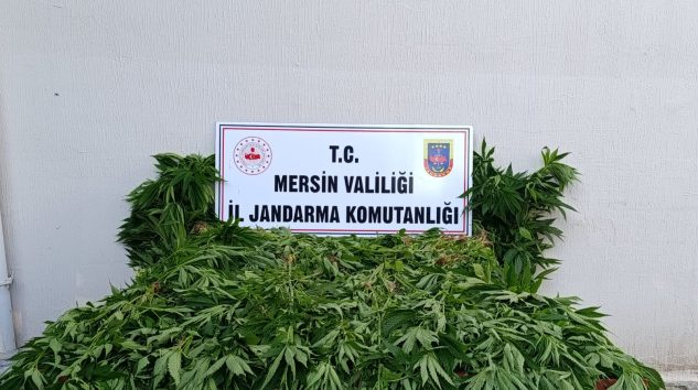 Bozyazı’da Ormanlık Alanda 402 Kök Kenevir Ele Geçirildi: 2 Kişi Tutuklandı
