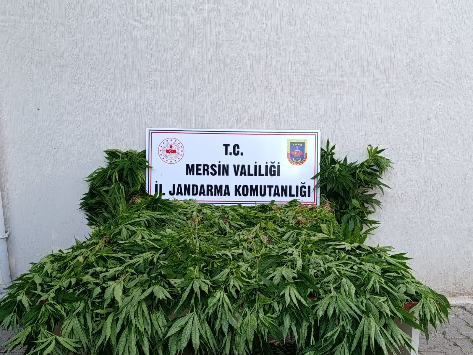 Bozyazı’da Ormanlık Alanda 402 Kök Kenevir Ele Geçirildi: 2 Kişi Tutuklandı