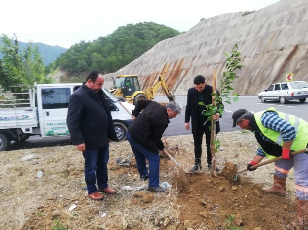Belediye, Melleç refüjünü ağaçlandırdı
