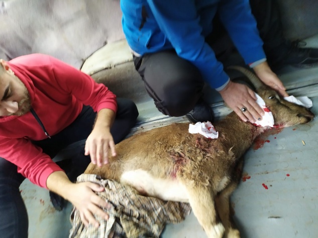 Yaralı dağ keçisi kurtarılamadı