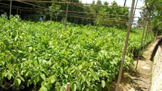 ORMANLAR İÇİN 10 milyon 550 bin fidan